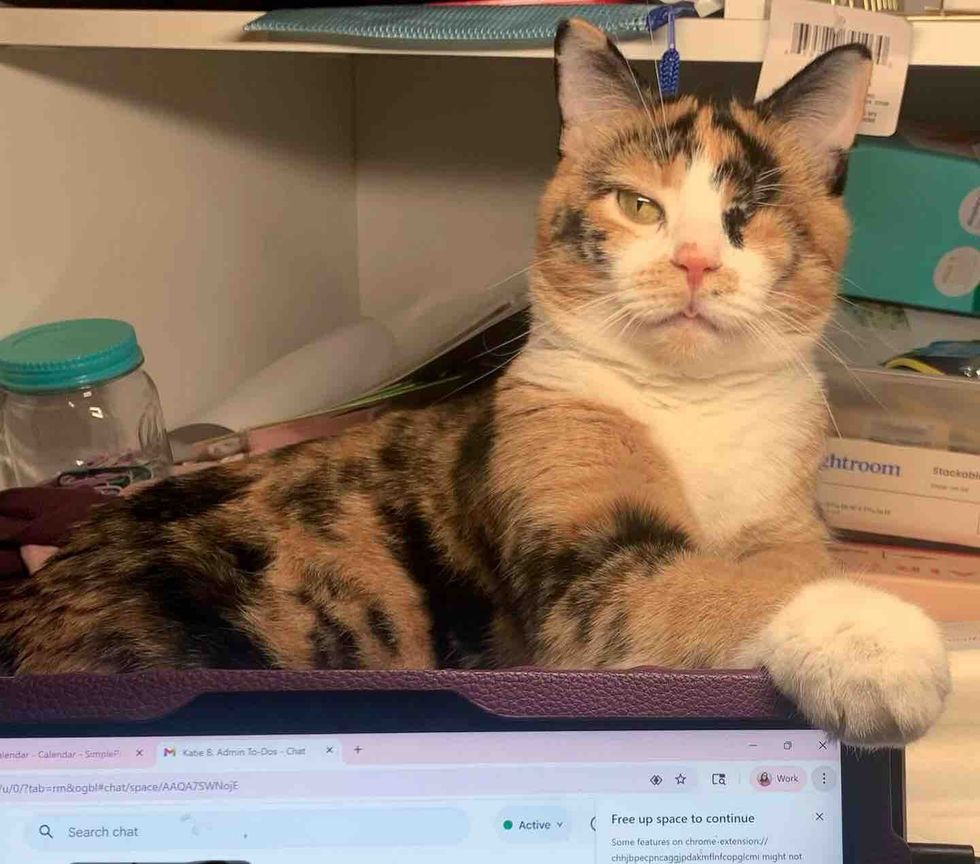 cat supervisor assistant