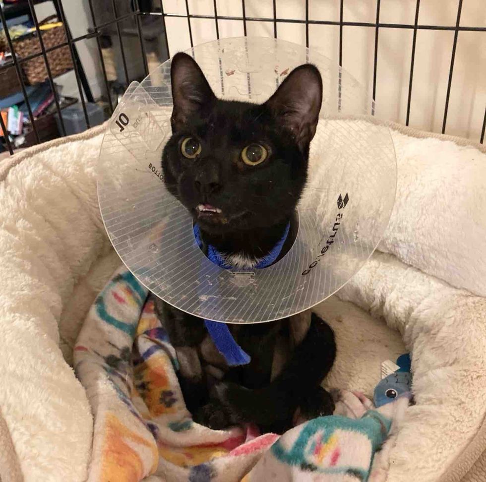 cat surgery cone safe