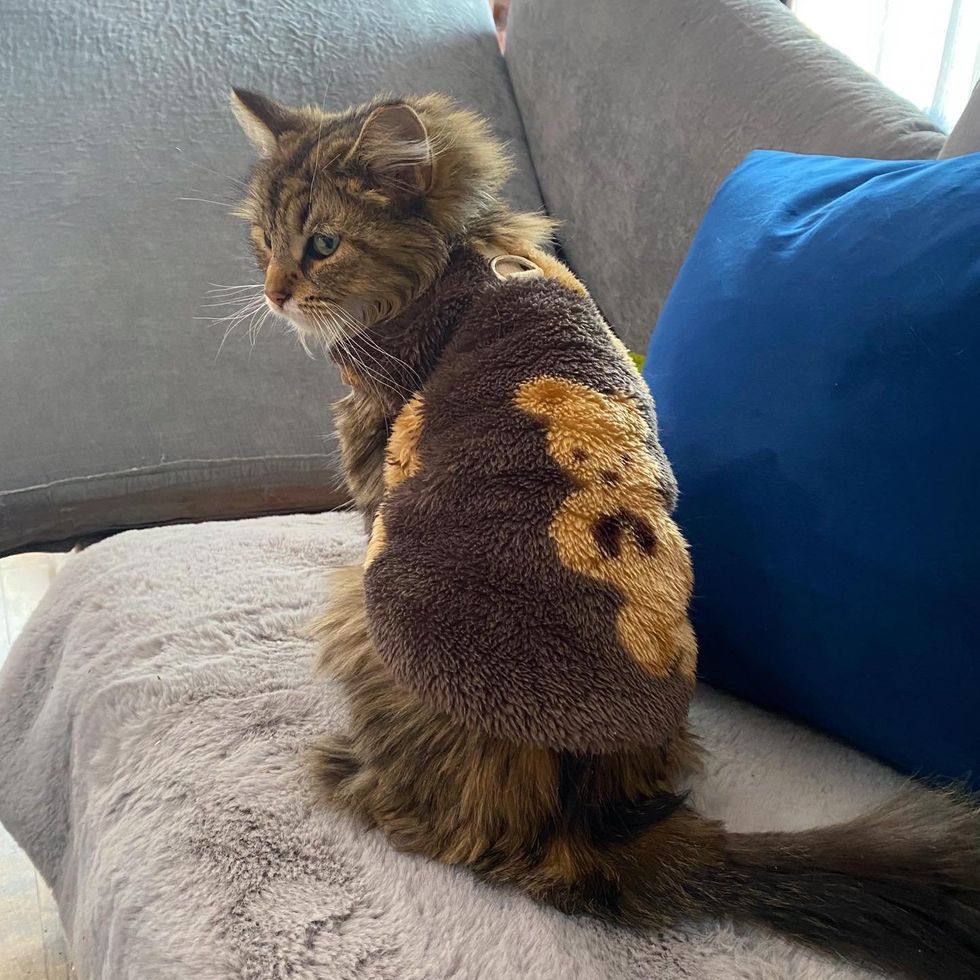 cat sweater home