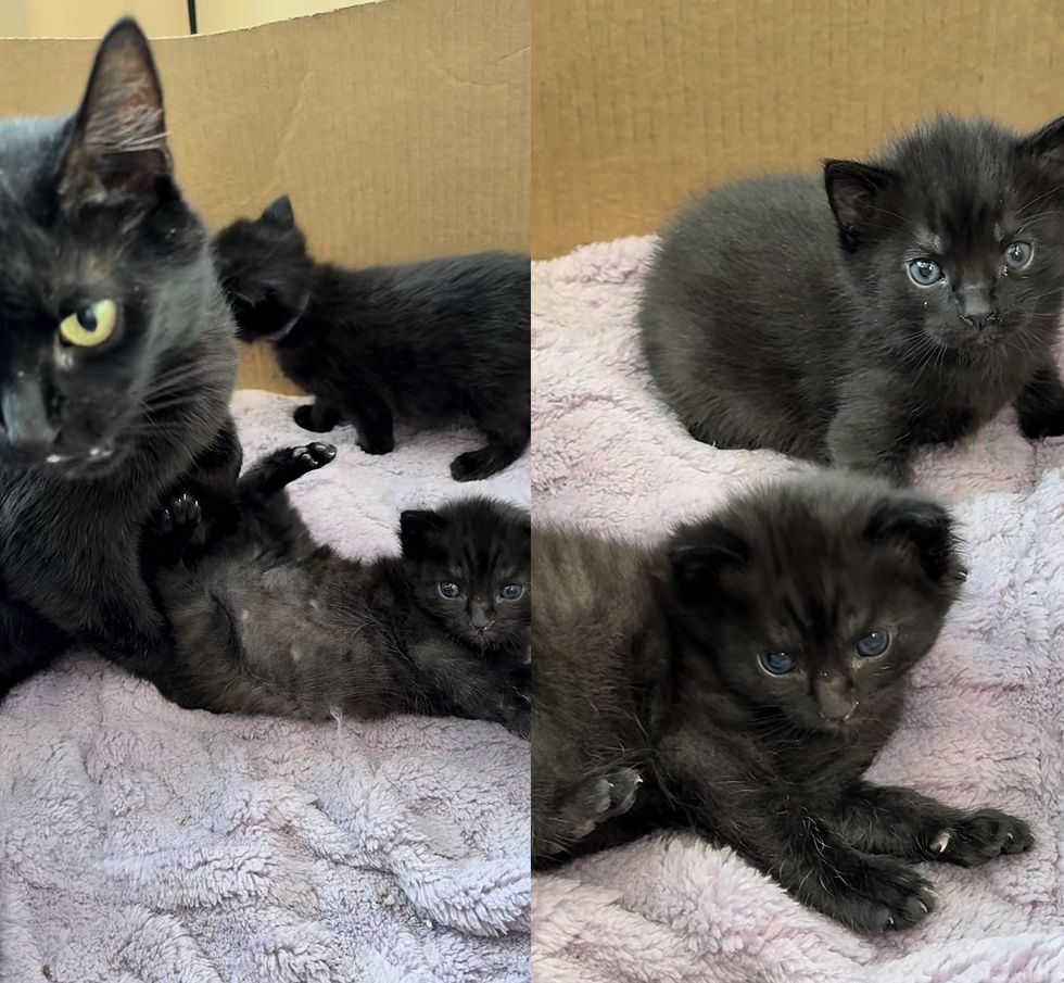 cat sweet black kittens