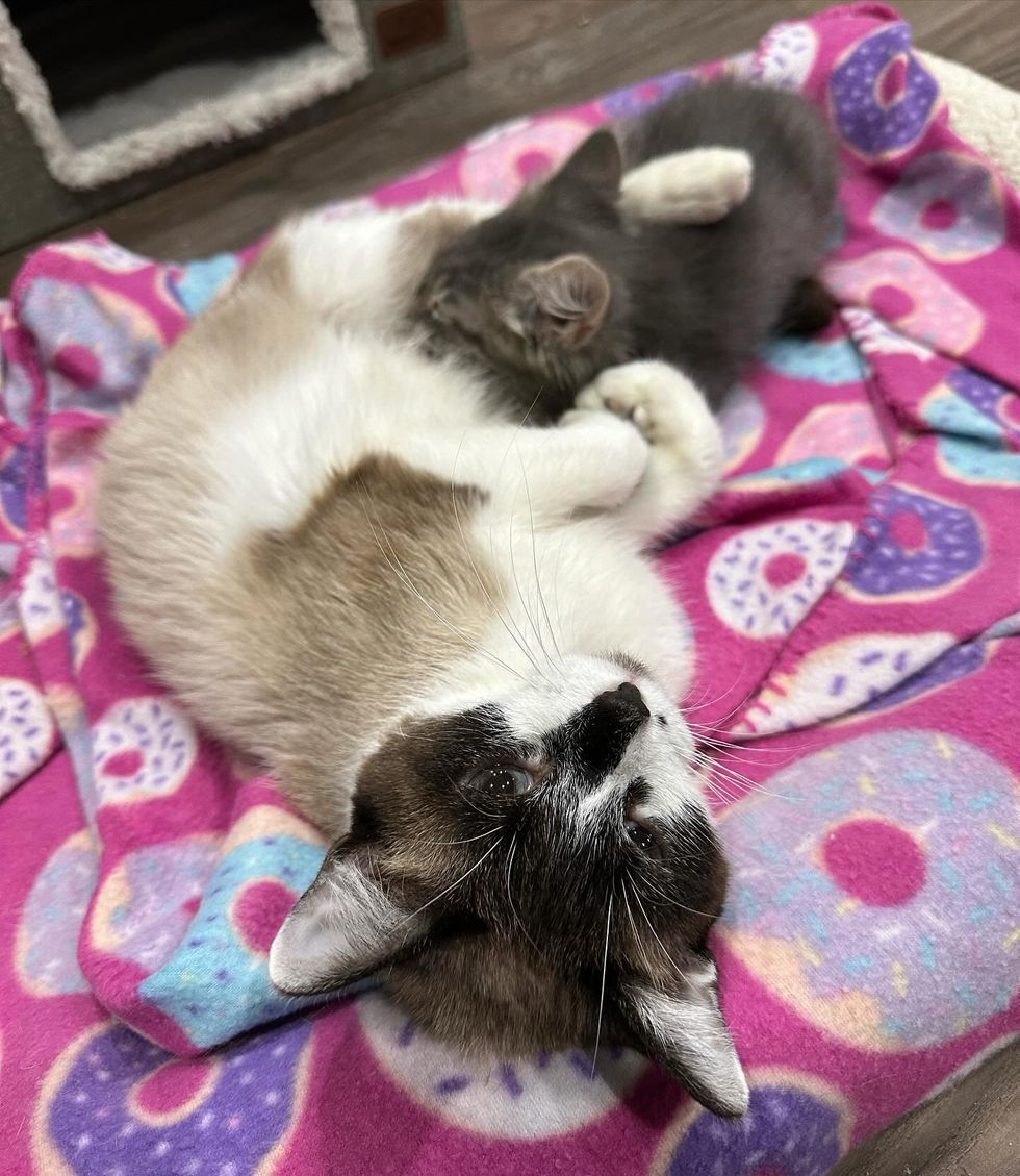 cat sweet nursing kitten