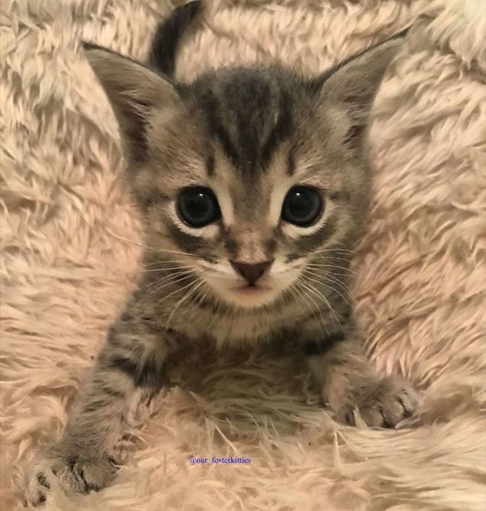 cat, tabby, kitten, cute