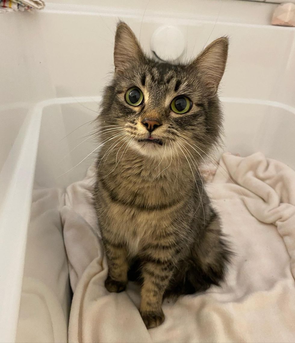 cat, tabby, smile, cute