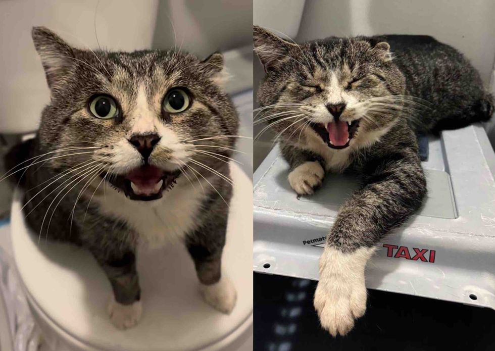 cat talkative meowing happy