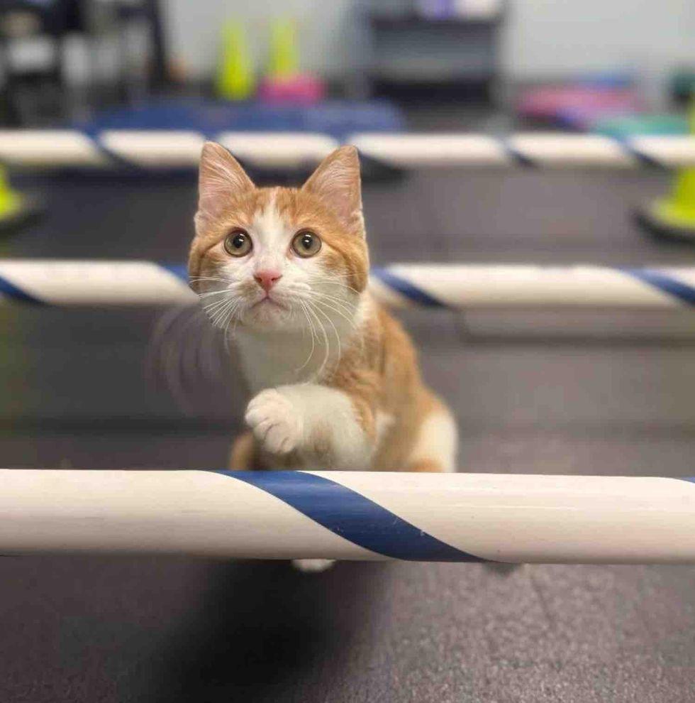 cat therapy exercise