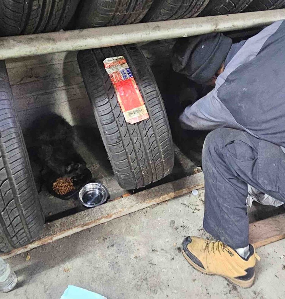 cat tire shop