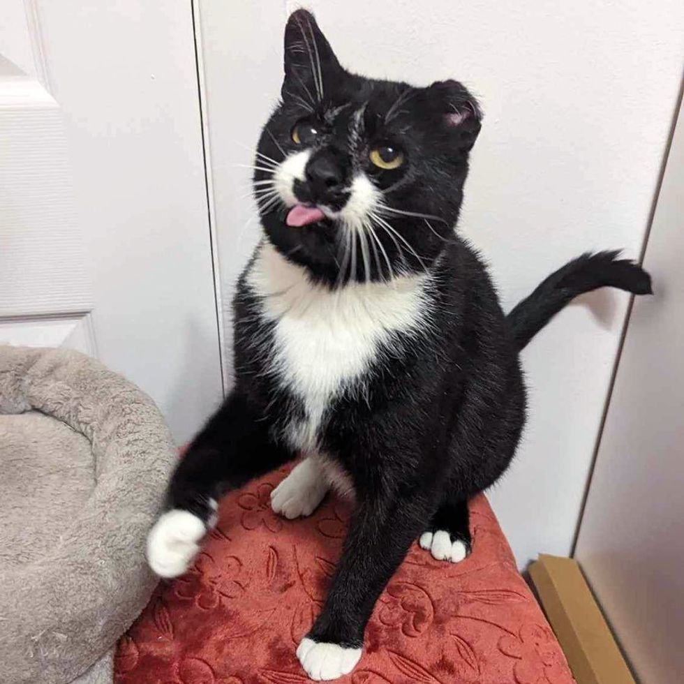 cat tongue adorable sweet