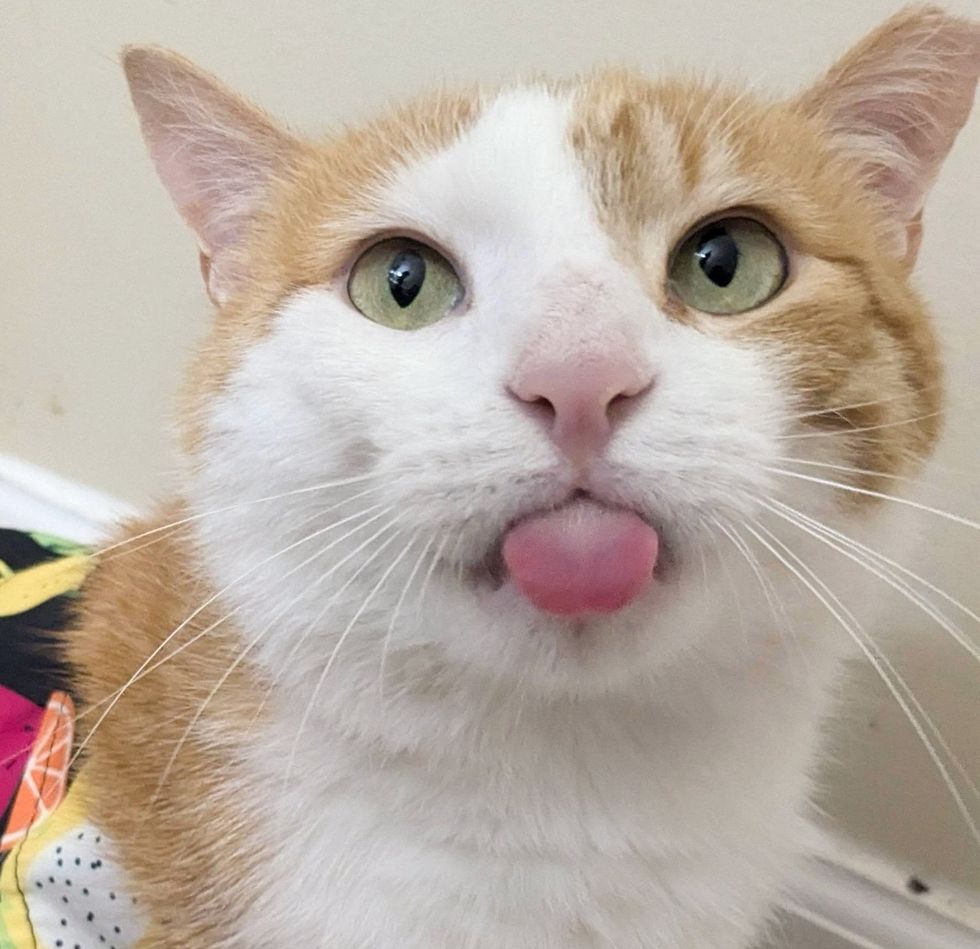 cat tongue cute