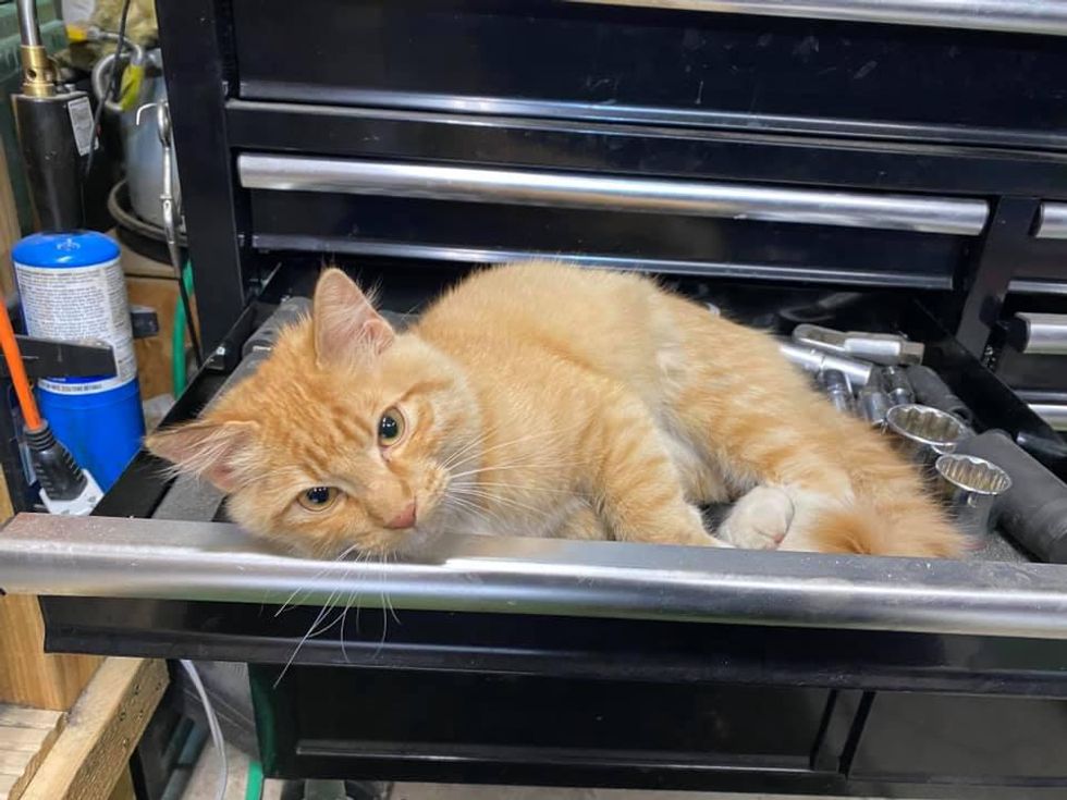 cat, tool box