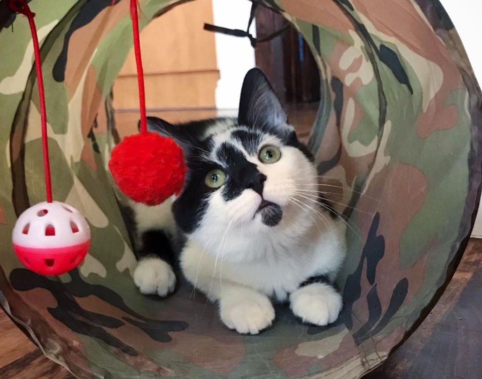 cat toys, kitten, cute