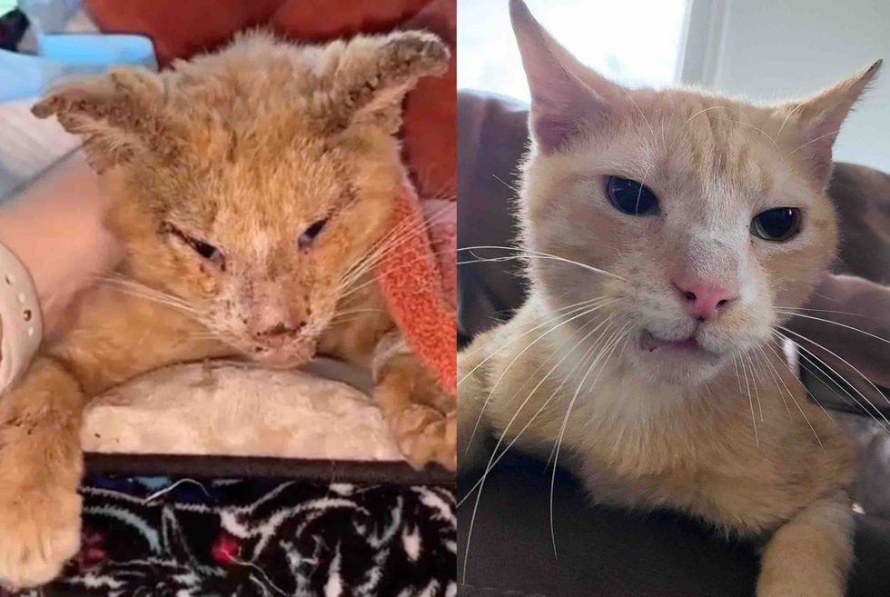 cat transformation remarkable