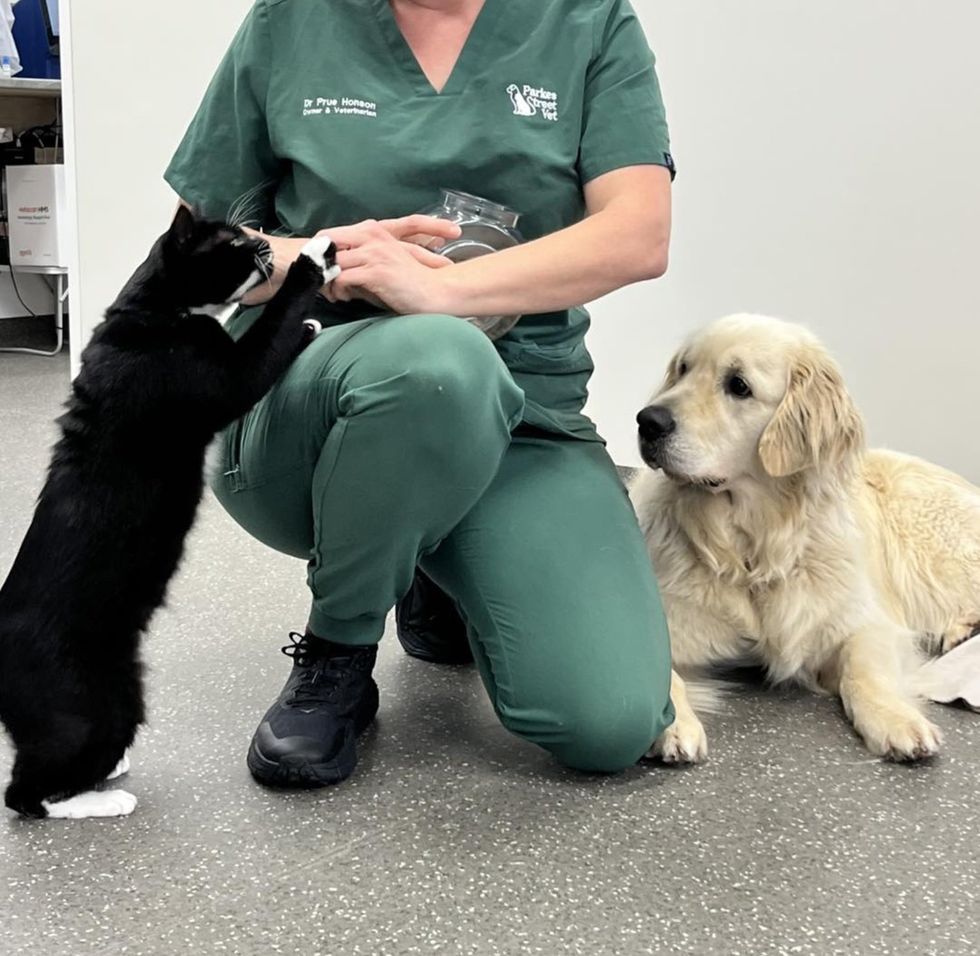 cat treats dog friend