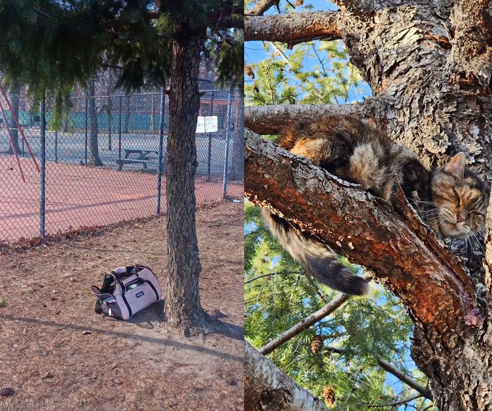 cat tree carrier park