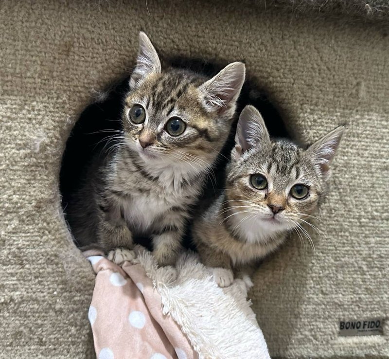cat tree tabby kittens