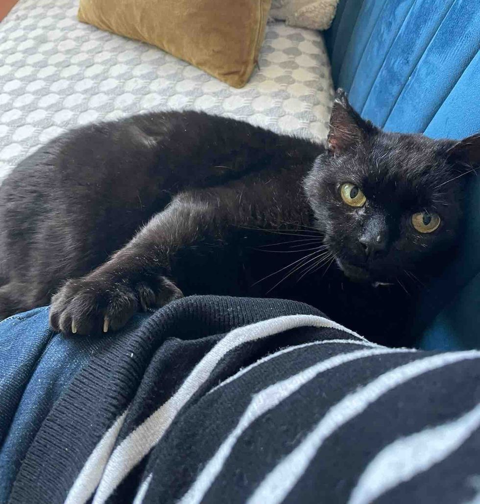 cat trust paw