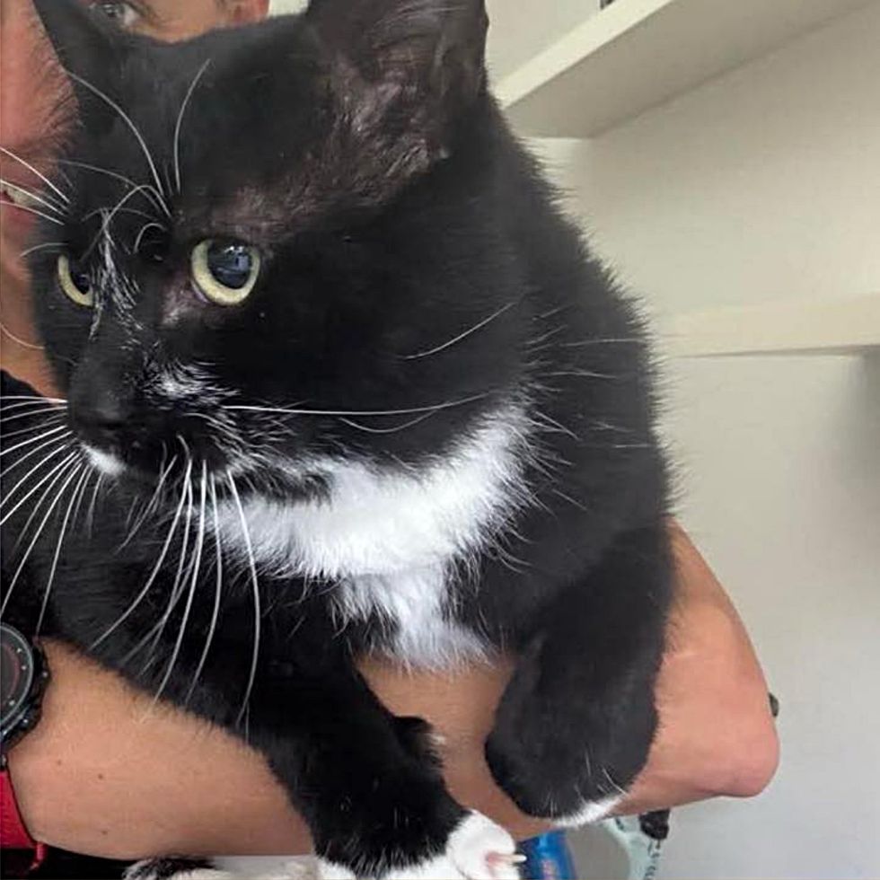 cat tuxedo hugs