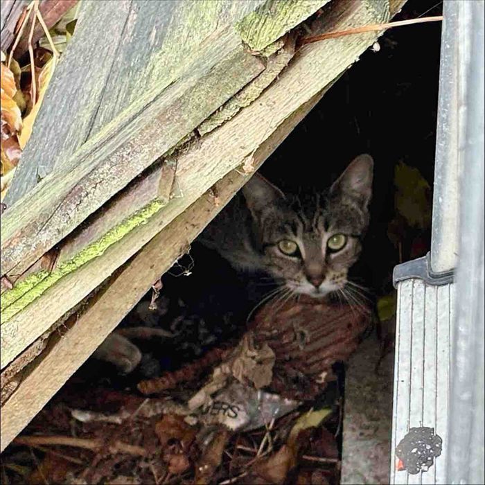 cat under fence panel