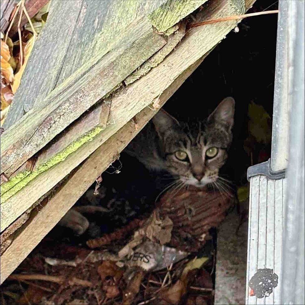 cat under fence panel