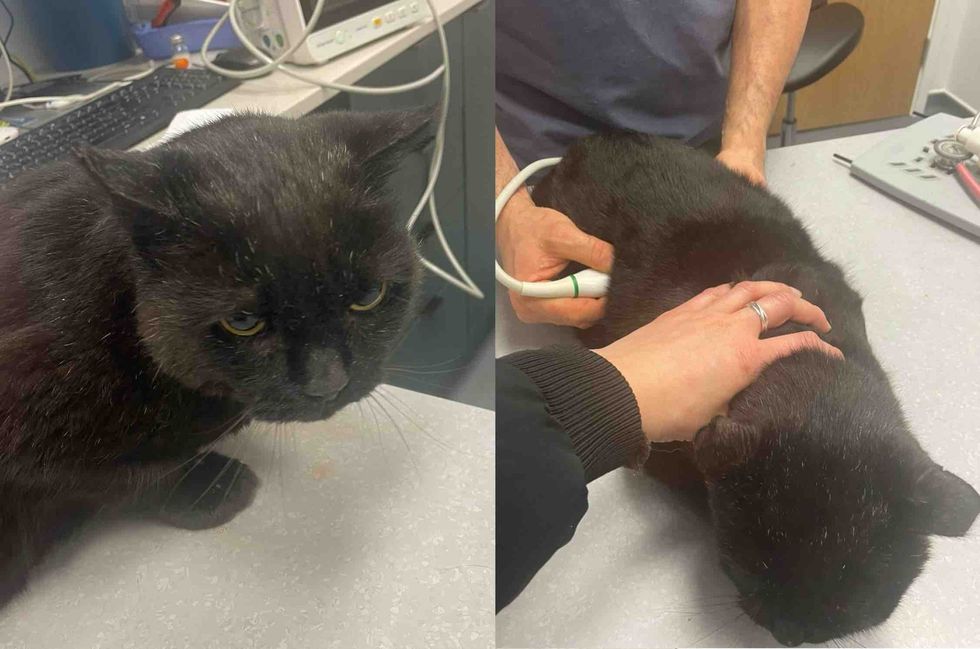cat vet checkup