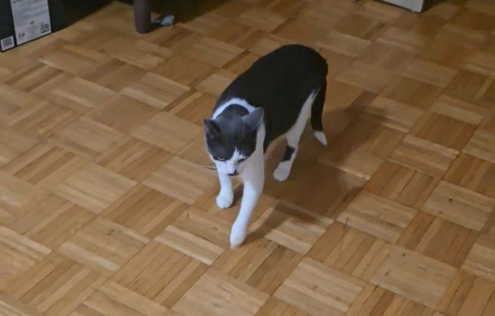 cat wandering safe home