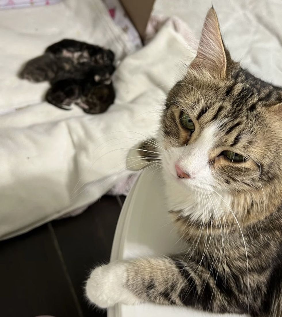 cat watching kittens