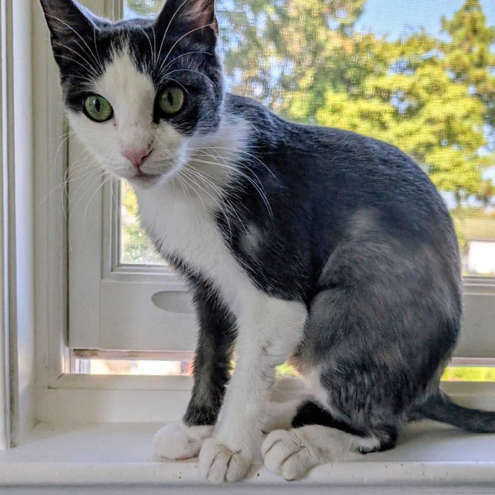cat watching window