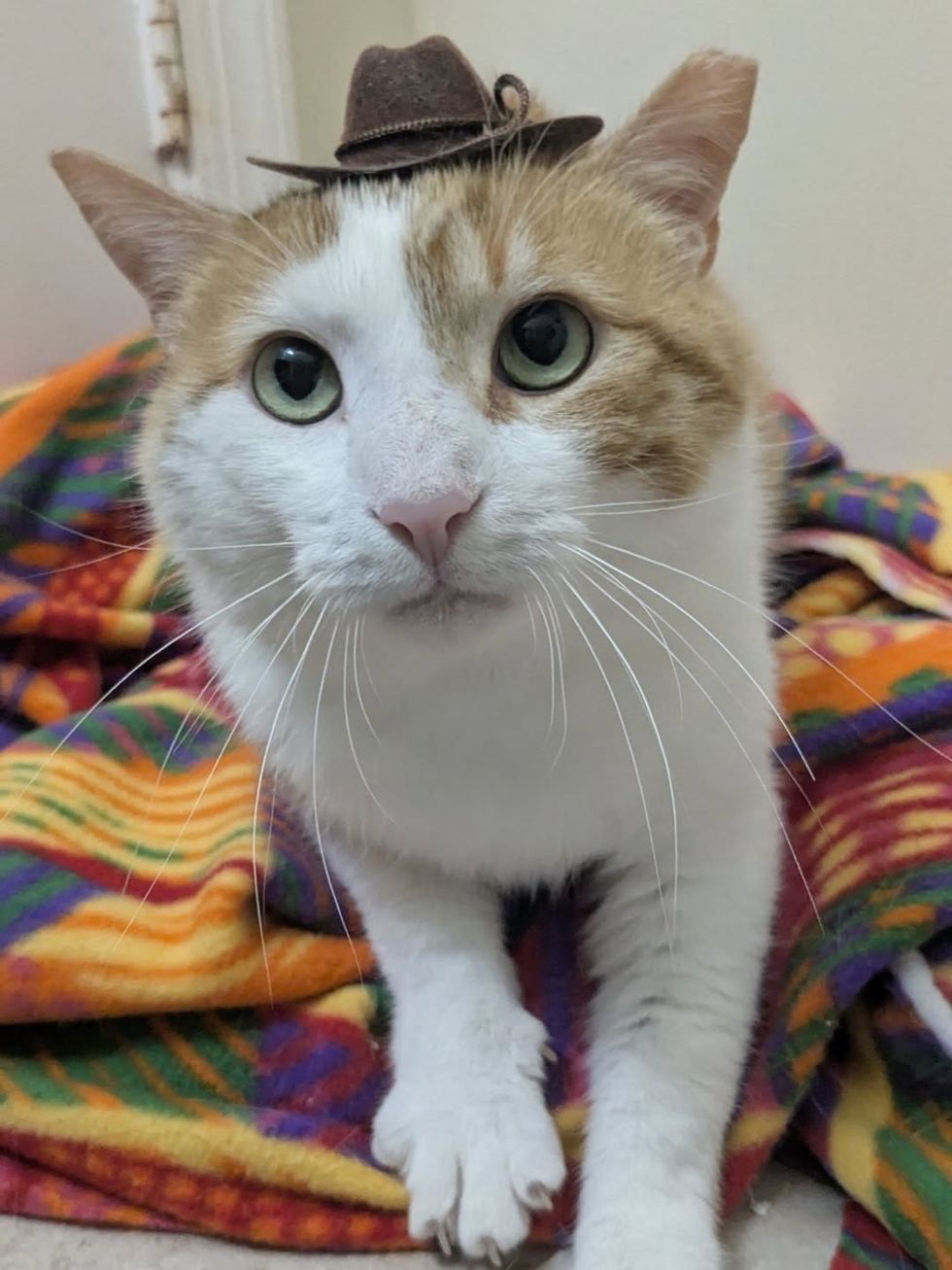 cat wearing hat