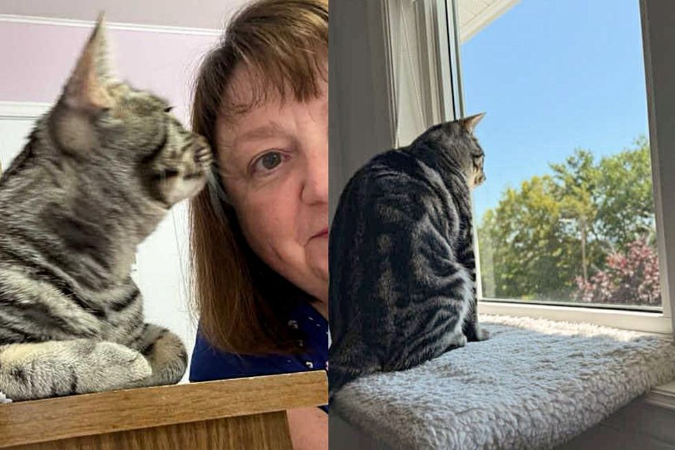 cat window snuggles