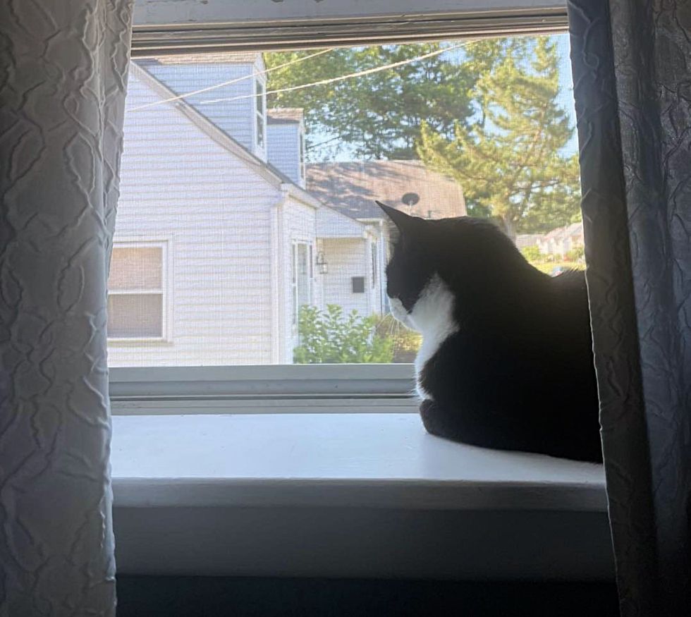 cat window watching