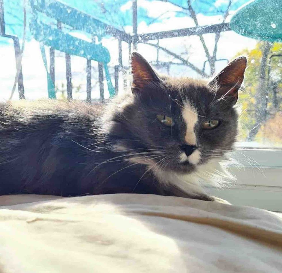 cat windowsill sunbathing