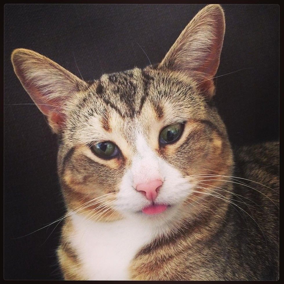 cat with googly eyes