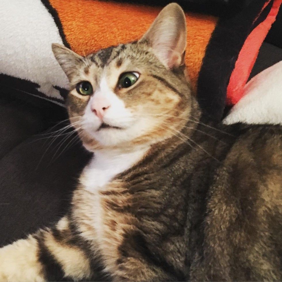 cat with googly eyes