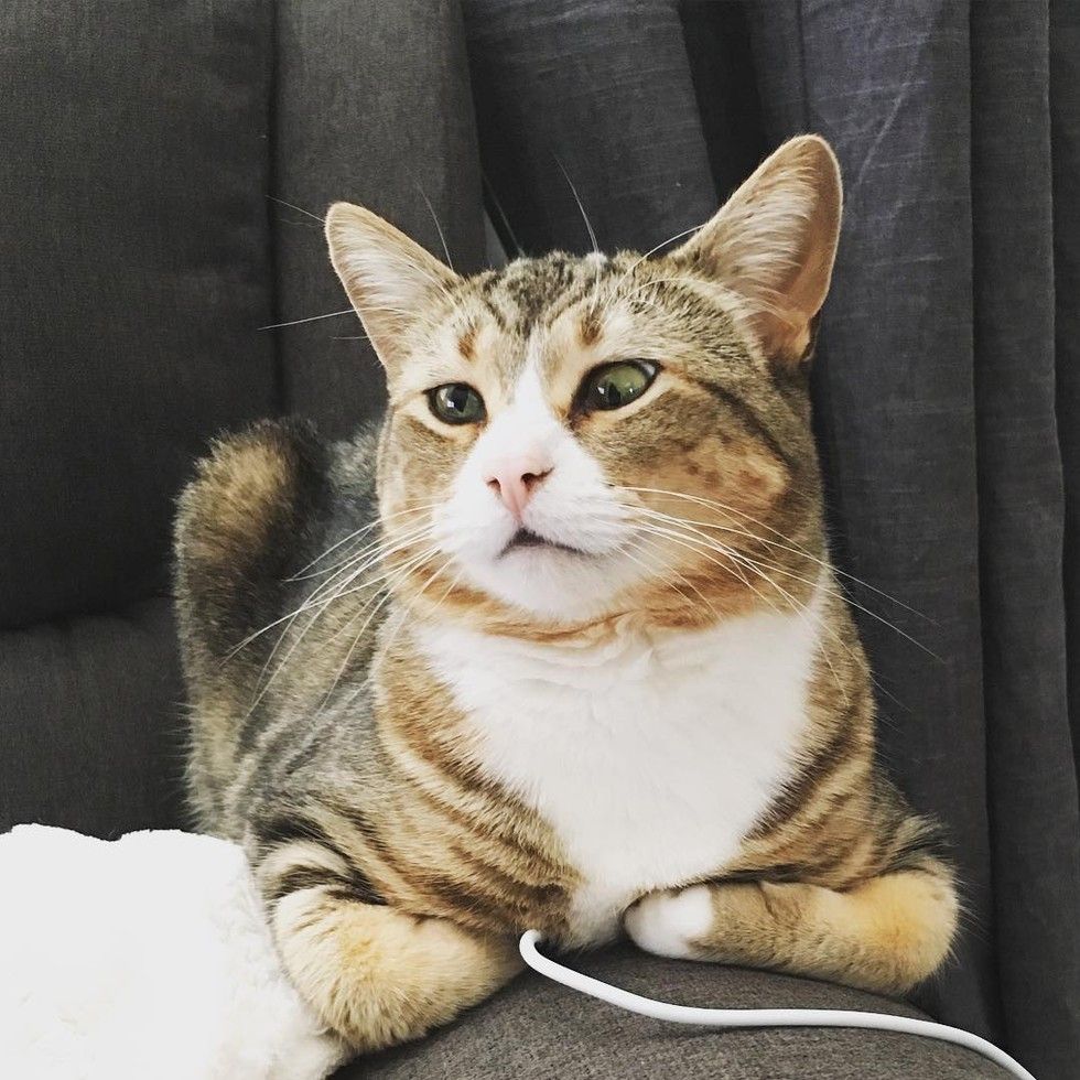 cat with googly eyes