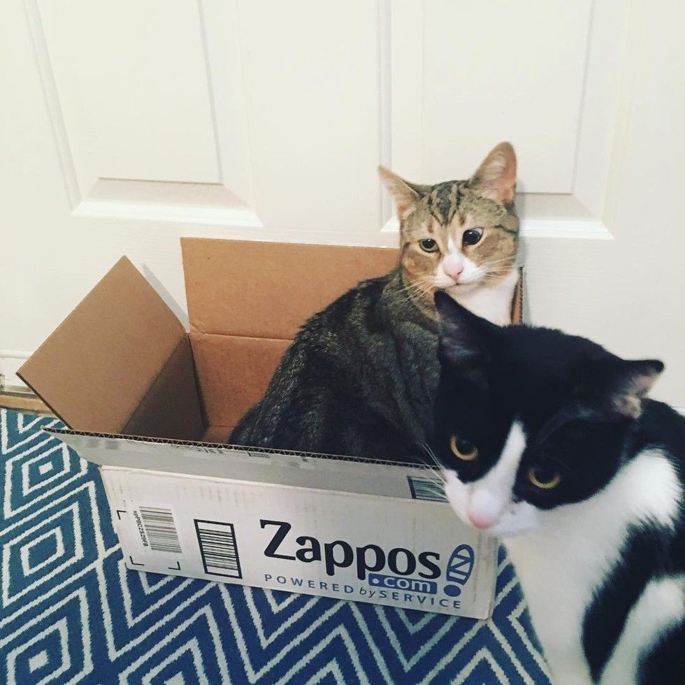 cat with googly eyes