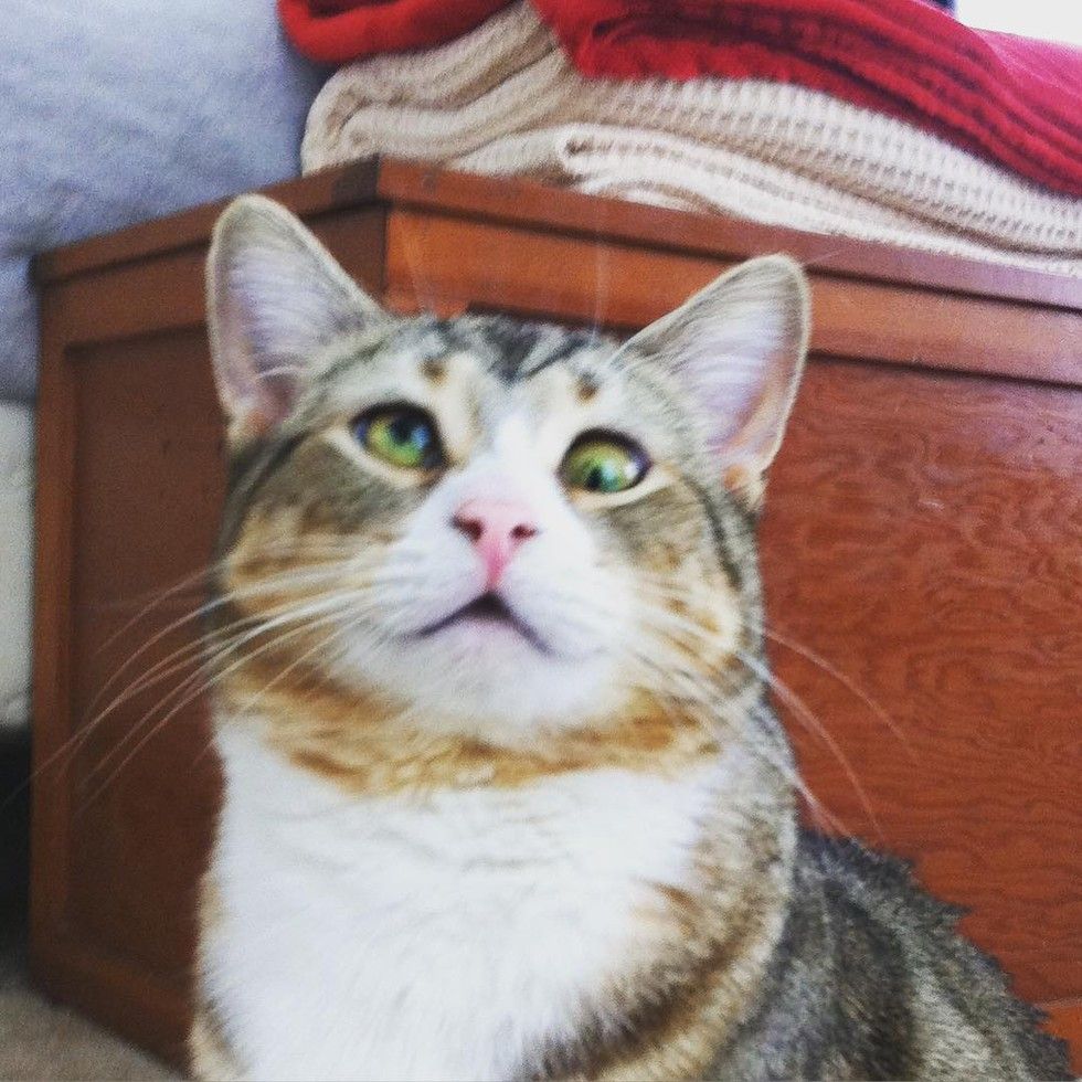 cat with googly eyes