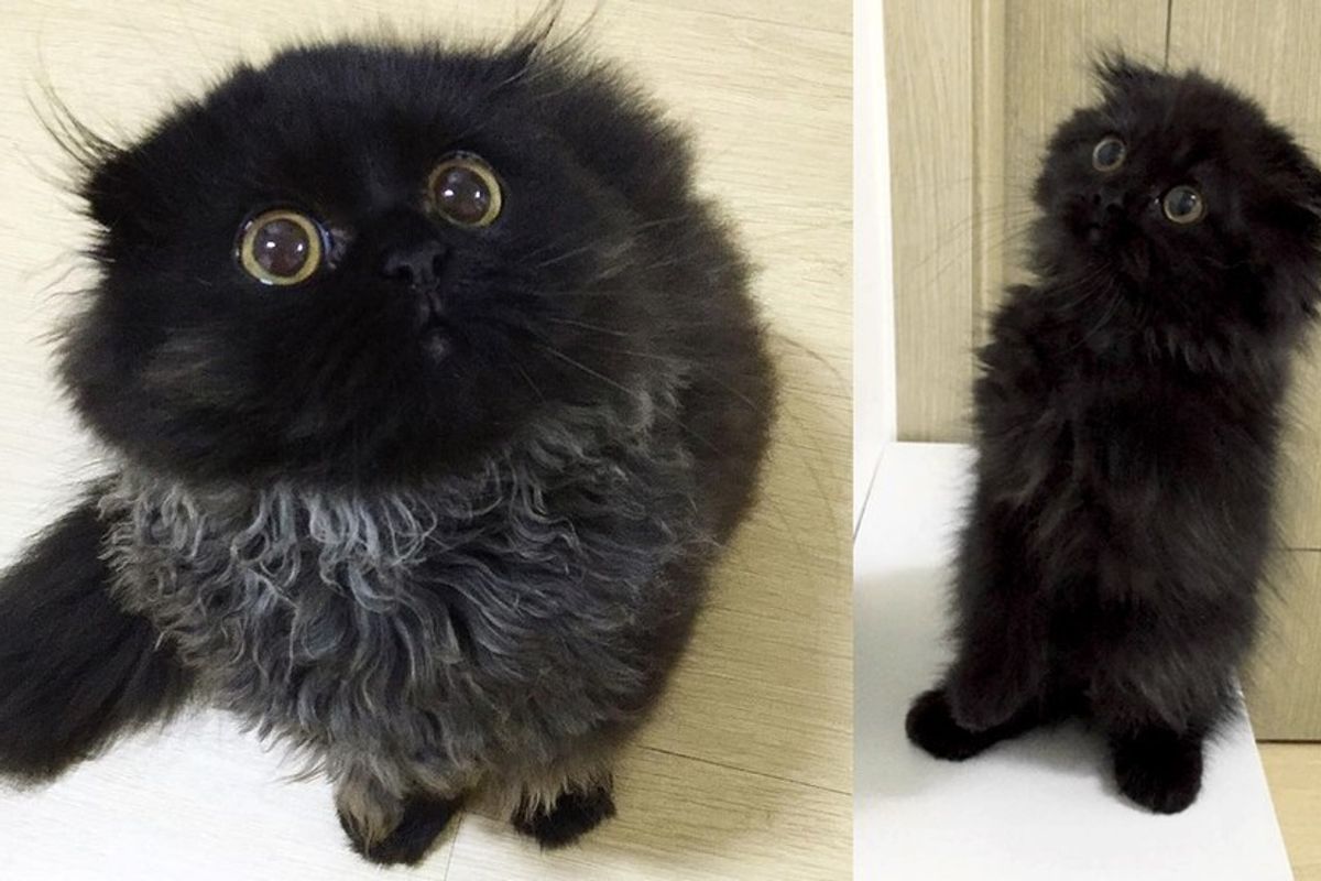 cat with owl eyes fluffy meerkat