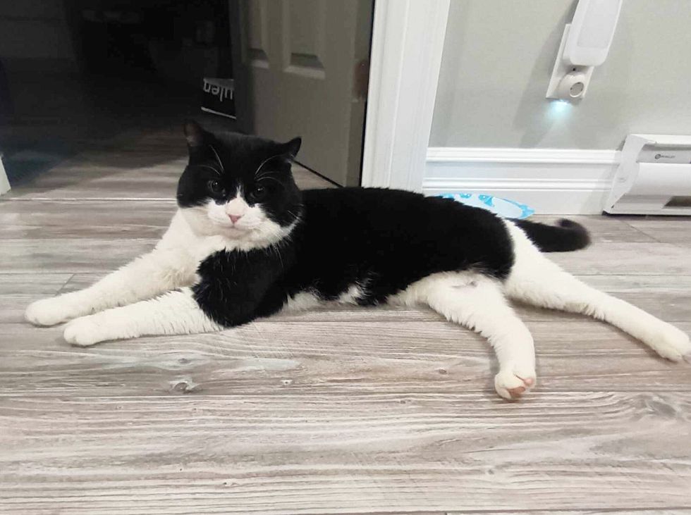 cat with perfect mask