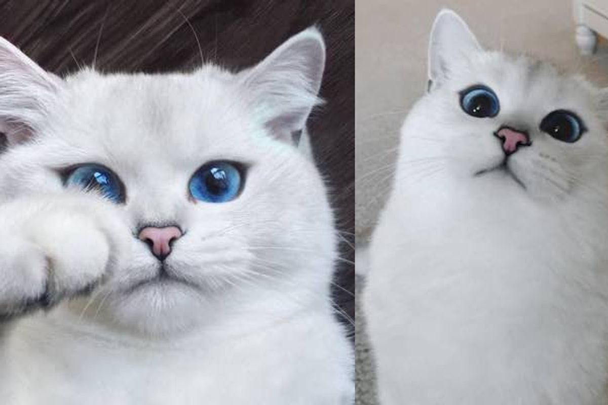 cat with the prettiest eyes