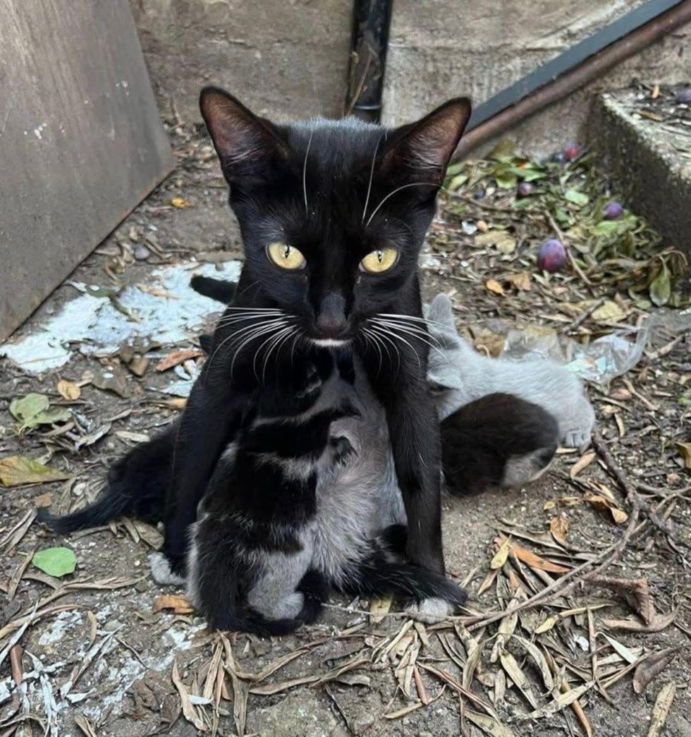 cat yard nursing kittens