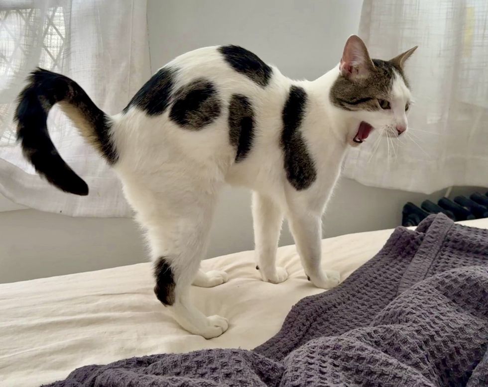 cat yawning cow markings