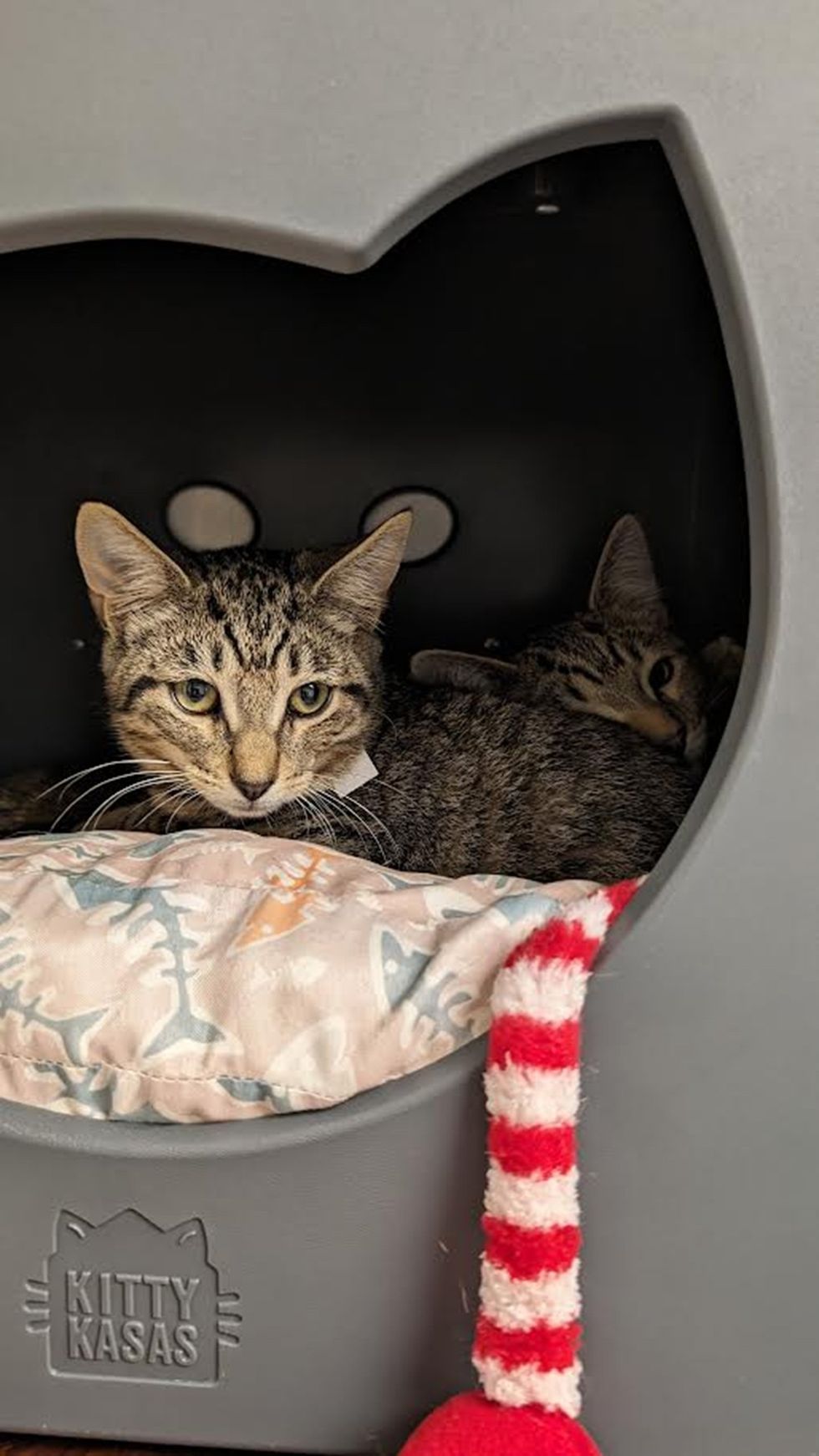 cats at shelter waiting for adoption