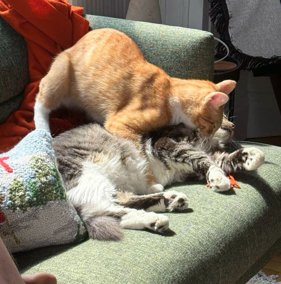 cats best friends playful