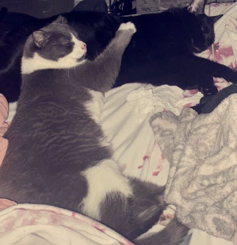 cats best friends snuggles