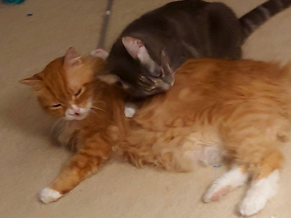 cats best friends snuggles