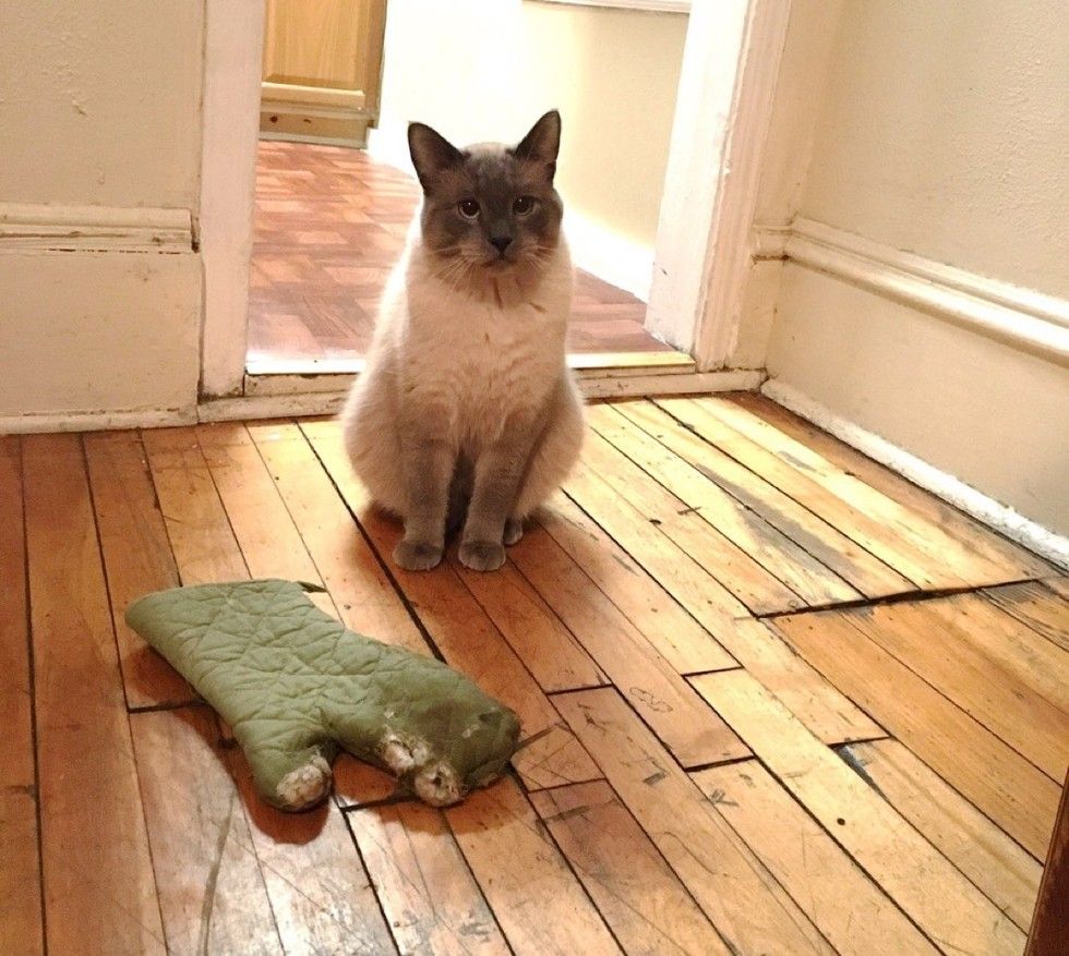 cats bring their humans unusual gifts