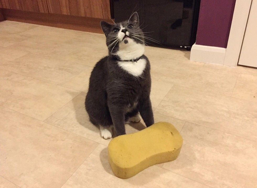 cats bring their humans unusual gifts