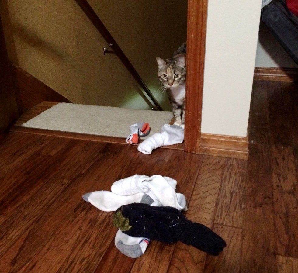 cats bring their humans unusual gifts