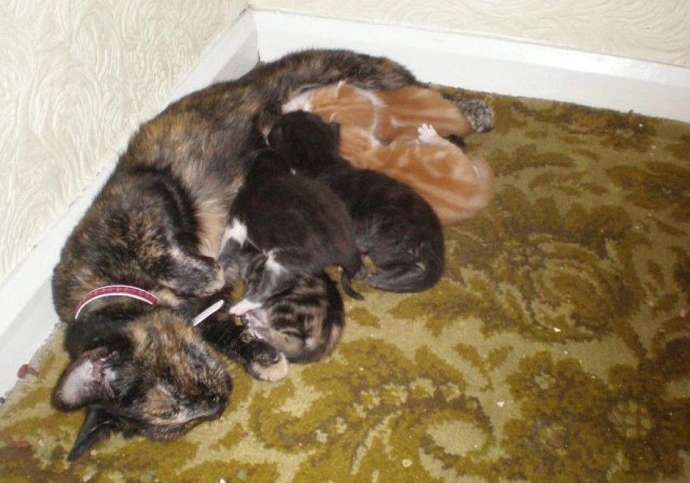 cats bring their humans unusual gifts