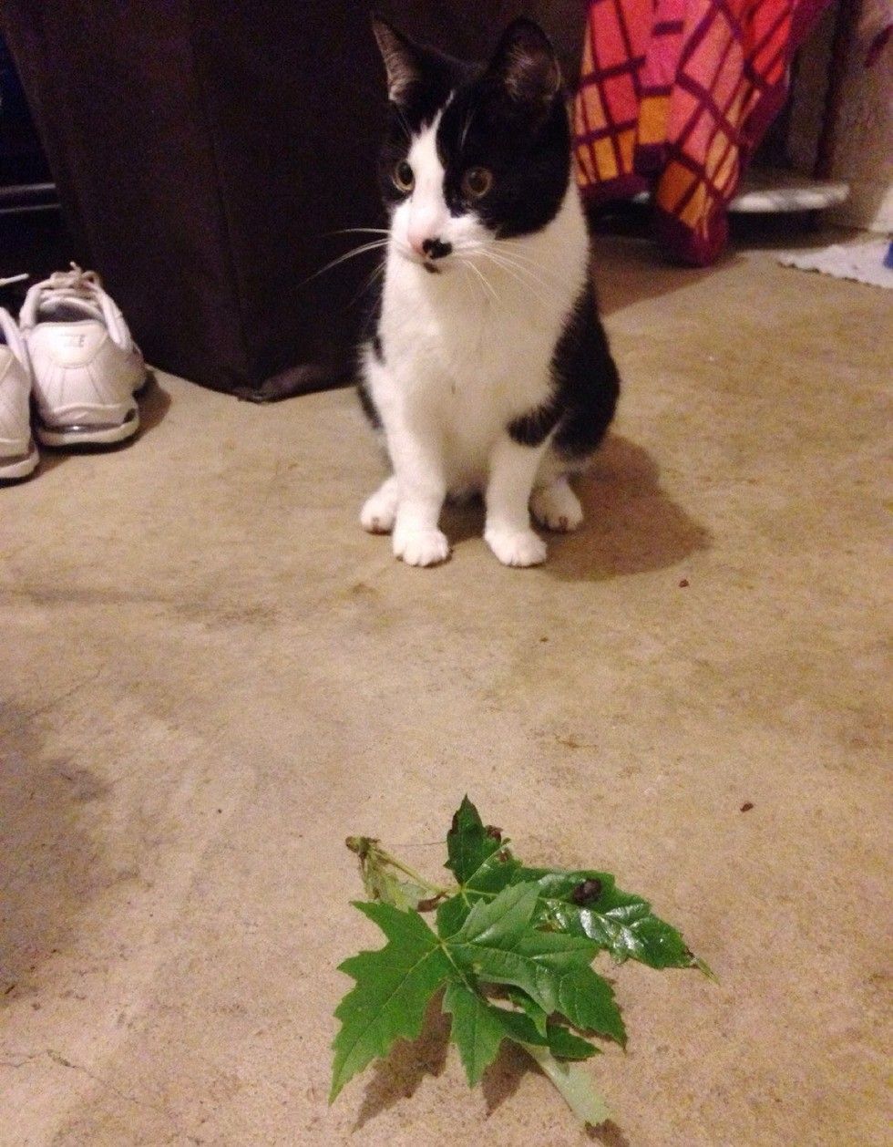 cats bring their humans unusual gifts