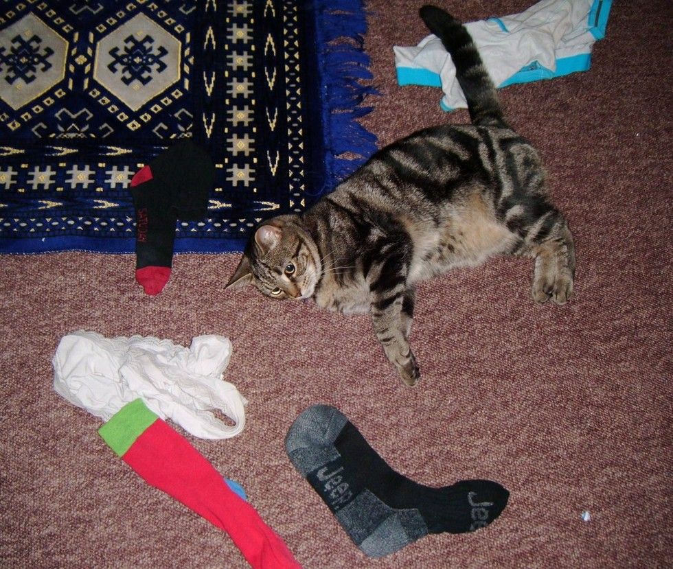 cats bring their humans unusual gifts